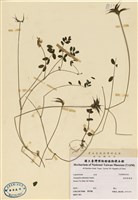 藏品(能高紫雲英)的圖片